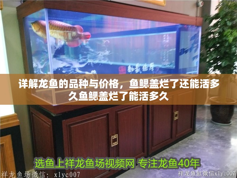 詳解龍魚的品種與價格，魚鰓蓋爛了還能活多久魚鰓蓋爛了能活多久