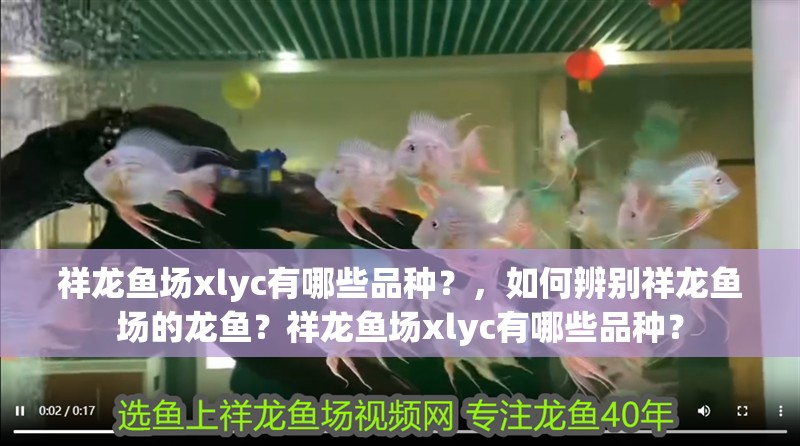 祥龍魚場xlyc有哪些品種？，如何辨別祥龍魚場的龍魚？祥龍魚場xlyc有哪些品種？ 祥龍魚場xlyc有哪些品種？，如何辨別祥龍魚場的龍魚？祥龍魚場xlyc有哪些品種？ 龍魚百科