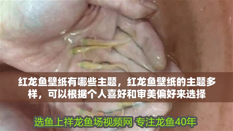 紅龍魚壁紙有哪些主題，紅龍魚壁紙的主題多樣，可以根據個人喜好和審美偏好來選擇 紅龍魚壁紙有哪些主題，紅龍魚壁紙的主題多樣，可以根據個人喜好和審美偏好來選擇 龍魚百科