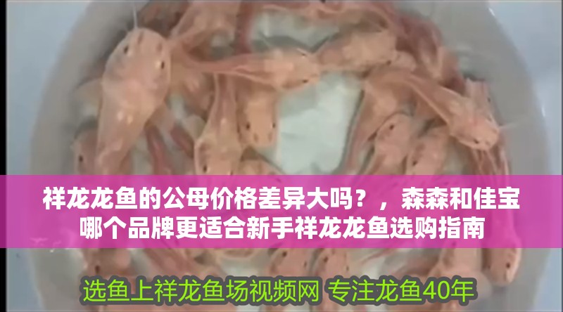 祥龍龍魚的公母價格差異大嗎？，森森和佳寶哪個品牌更適合新手祥龍龍魚選購指南