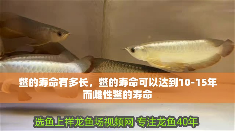 鱉的壽命有多長，鱉的壽命可以達(dá)到10-15年而雌性鱉的壽命 鱉的壽命有多長，鱉的壽命可以達(dá)到10-15年而雌性鱉的壽命 龍魚百科