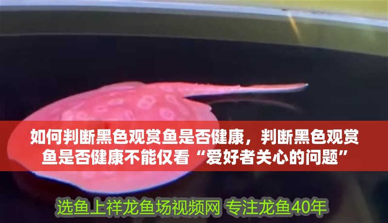 如何判斷黑色觀賞魚是否健康，判斷黑色觀賞魚是否健康不能僅看“愛好者關(guān)心的問題”