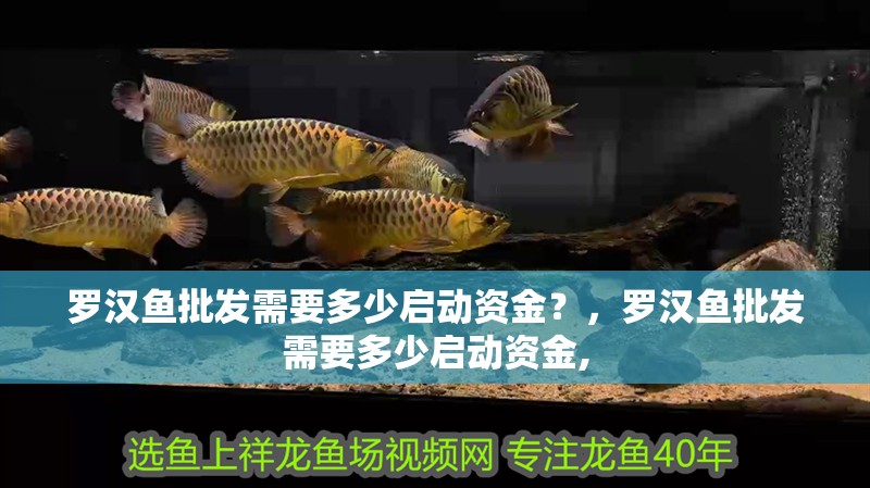 羅漢魚批發需要多少啟動資金？，羅漢魚批發需要多少啟動資金, 羅漢魚批發需要多少啟動資金？，羅漢魚批發需要多少啟動資金, 龍魚百科