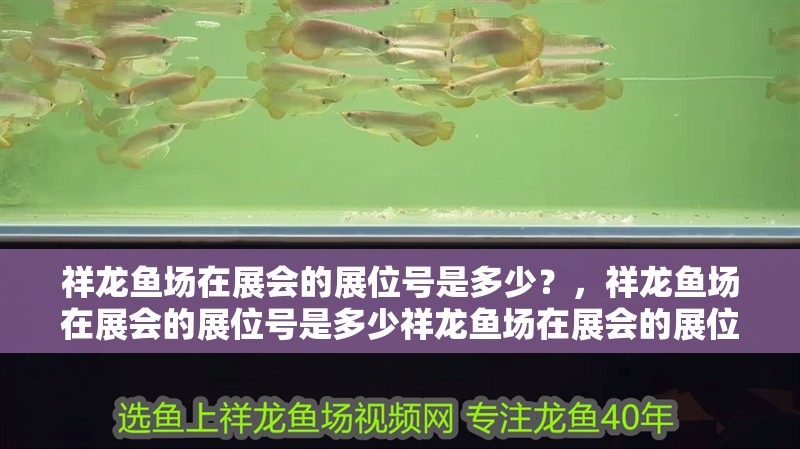 龍魚干蝦有營養嗎 祥龍魚場在展會的展位號是多少?,祥龍魚場在展會的展位號是多少祥龍魚場在展會的展位號是多少 龍魚百科 祥龍魚場在展會的展位號是多少?,祥龍魚場在展會的展位號是多少祥龍魚場在展會的展位號是多少 祥龍魚場在展會的展位號是多少?,祥龍魚場在展會的展位號是多少祥龍魚場在展會的展位號是多少 龍魚百科