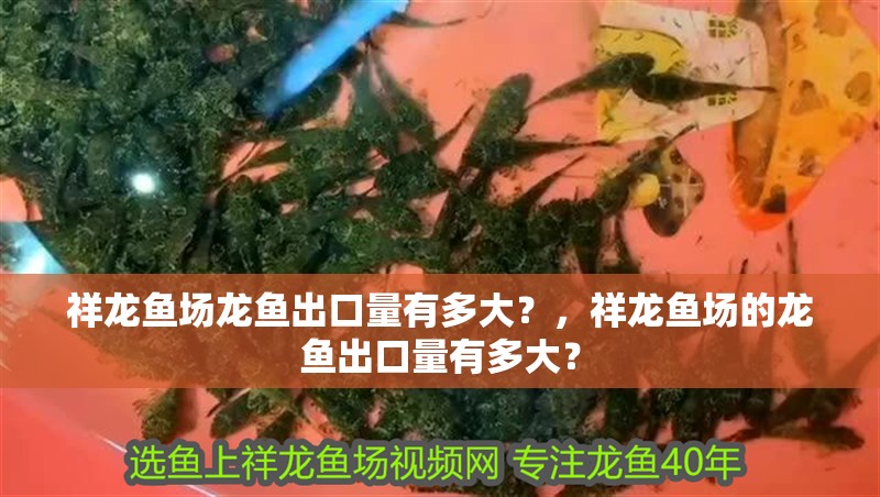 魚缸過濾器選購指南:自制魚缸過濾器魚缸上置過濾器對于養魚愛好者的必備知識 祥龍魚場龍魚出口量有多大?,祥龍魚場的龍魚出口量有多大? 龍魚百科 祥龍魚場龍魚出口量有多大?,祥龍魚場的龍魚出口量有多大? 祥龍魚場龍魚出口量有多大?,祥龍魚場的龍魚出口量有多大? 龍魚百科
