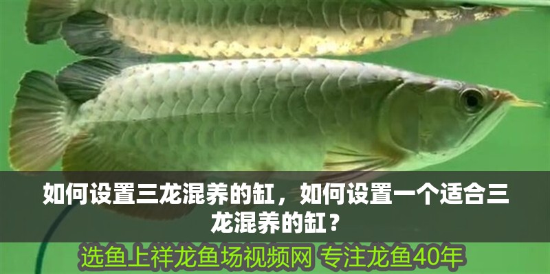 如何設(shè)置三龍混養(yǎng)的缸，如何設(shè)置一個(gè)適合三龍混養(yǎng)的缸？