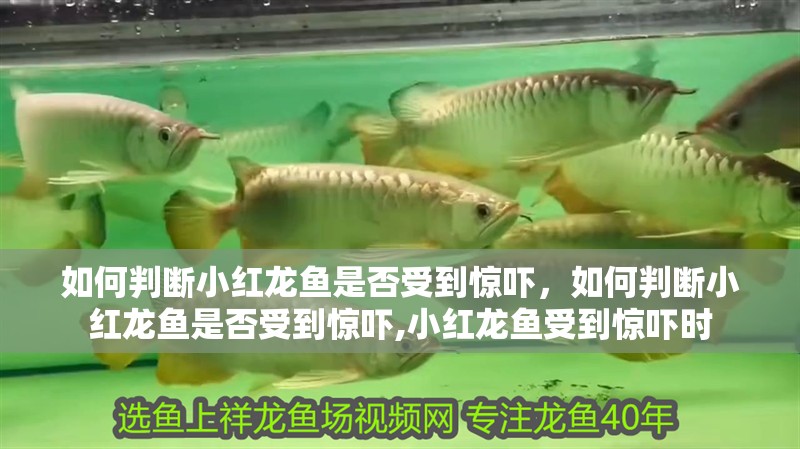 魚缸造景先放沙還是先放水(魚缸造景先鋪沙還是先放石頭) 如何判斷小紅龍魚是否受到驚嚇,如何判斷小紅龍魚是否受到驚嚇,小紅龍魚受到驚嚇時(shí) 龍魚百科 如何判斷小紅龍魚是否受到驚嚇,如何判斷小紅龍魚是否受到驚嚇,小紅龍魚受到驚嚇時(shí) 如何判斷小紅龍魚是否受到驚嚇,如何判斷小紅龍魚是否受到驚嚇,小紅龍魚受到驚嚇時(shí) 龍魚百科