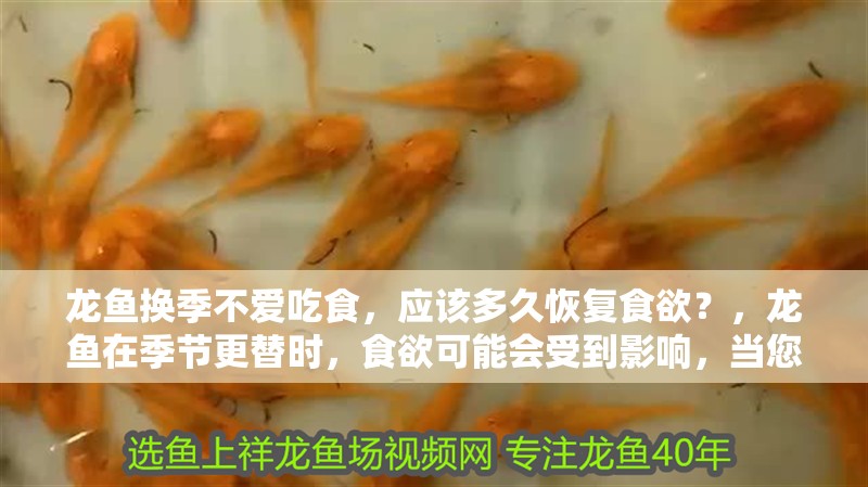 龍魚換季不愛吃食，應該多久恢復食欲？，龍魚在季節更替時，食欲可能會受到影響，當您發現龍魚不再進食 龍魚換季不愛吃食，應該多久恢復食欲？，龍魚在季節更替時，食欲可能會受到影響，當您發現龍魚不再進食 龍魚百科