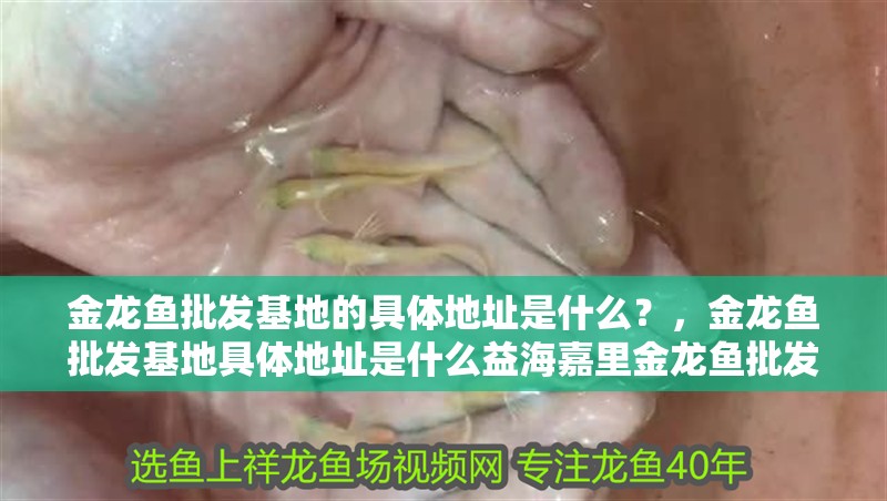 金龍魚批發基地的具體地址是什么？，金龍魚批發基地具體地址是什么益海嘉里金龍魚批發基地地址是什么 金龍魚批發基地的具體地址是什么？，金龍魚批發基地具體地址是什么益海嘉里金龍魚批發基地地址是什么 龍魚百科