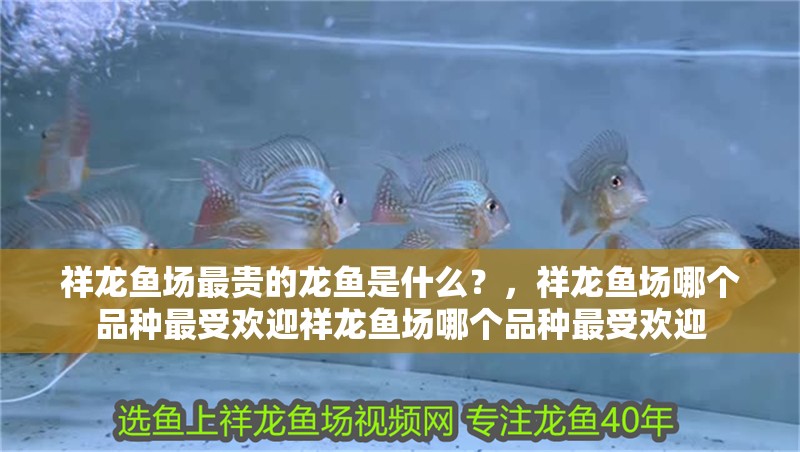 龍魚干蝦有營養嗎 祥龍魚場最貴的龍魚是什么?,祥龍魚場哪個品種最受歡迎祥龍魚場哪個品種最受歡迎 龍魚百科 祥龍魚場最貴的龍魚是什么?,祥龍魚場哪個品種最受歡迎祥龍魚場哪個品種最受歡迎 祥龍魚場最貴的龍魚是什么?,祥龍魚場哪個品種最受歡迎祥龍魚場哪個品種最受歡迎 龍魚百科