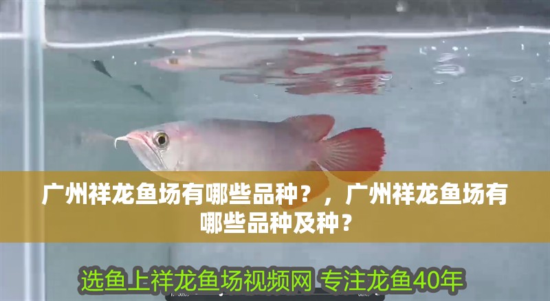 廣州祥龍魚場(chǎng)有哪些品種？，廣州祥龍魚場(chǎng)有哪些品種及種？ 廣州祥龍魚場(chǎng)有哪些品種？，廣州祥龍魚場(chǎng)有哪些品種及種？ 龍魚百科