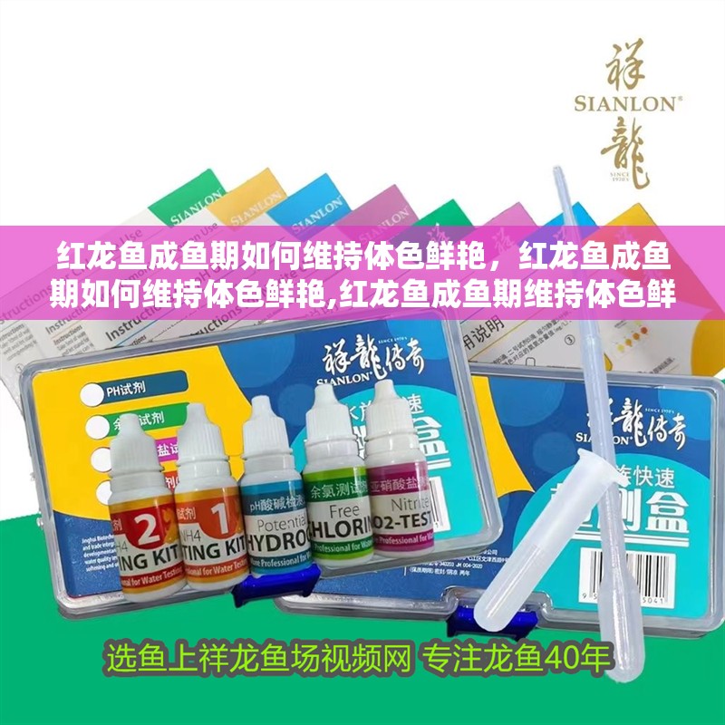 紅龍魚成魚期如何維持體色鮮艷，紅龍魚成魚期如何維持體色鮮艷,紅龍魚成魚期維持體色鮮艷 紅龍魚成魚期如何維持體色鮮艷，紅龍魚成魚期如何維持體色鮮艷,紅龍魚成魚期維持體色鮮艷 龍魚百科
