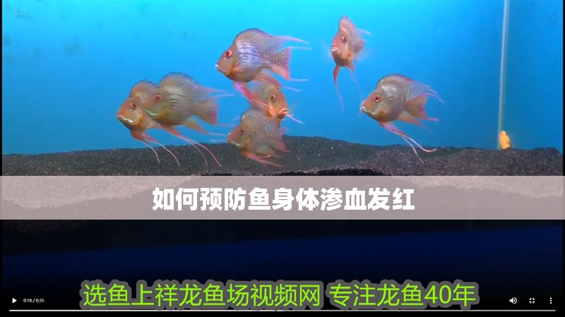 魚缸過濾器選購指南:自制魚缸過濾器魚缸上置過濾器對于養(yǎng)魚愛好者的必備知識 如何預(yù)防魚身體滲血發(fā)紅 龍魚百科 如何預(yù)防魚身體滲血發(fā)紅 如何預(yù)防魚身體滲血發(fā)紅 龍魚百科