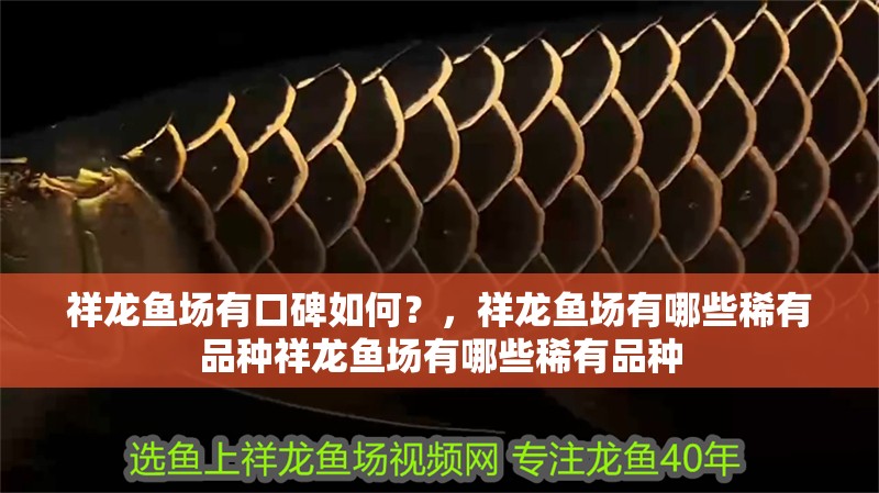 祥龍魚場有口碑如何？，祥龍魚場有哪些稀有品種祥龍魚場有哪些稀有品種 祥龍魚場有口碑如何？，祥龍魚場有哪些稀有品種祥龍魚場有哪些稀有品種 龍魚百科