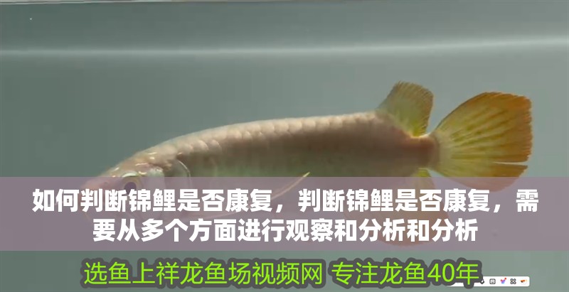 魚缸過濾器選購指南:自制魚缸過濾器魚缸上置過濾器對于養魚愛好者的必備知識 如何判斷錦鯉是否康復,判斷錦鯉是否康復,需要從多個方面進行觀察和分析和分析 龍魚百科 如何判斷錦鯉是否康復,判斷錦鯉是否康復,需要從多個方面進行觀察和分析和分析 如何判斷錦鯉是否康復,判斷錦鯉是否康復,需要從多個方面進行觀察和分析和分析 龍魚百科