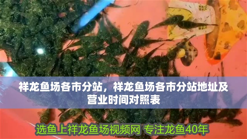 祥龍魚場各市分站，祥龍魚場各市分站地址及營業時間對照表 祥龍魚場各市分站，祥龍魚場各市分站地址及營業時間對照表 龍魚百科