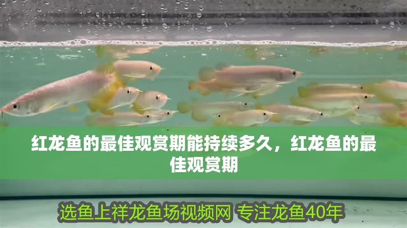 我的虎魚(yú)真菌感染了要怎么處理 紅龍魚(yú)的最佳觀賞期能持續(xù)多久,紅龍魚(yú)的最佳觀賞期 龍魚(yú)百科 紅龍魚(yú)的最佳觀賞期能持續(xù)多久,紅龍魚(yú)的最佳觀賞期 紅龍魚(yú)的最佳觀賞期能持續(xù)多久,紅龍魚(yú)的最佳觀賞期 龍魚(yú)百科