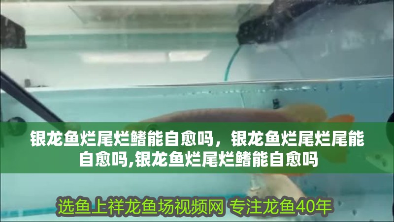 我的虎魚真菌感染了要怎么處理 銀龍魚爛尾爛鰭能自愈嗎,銀龍魚爛尾爛尾能自愈嗎,銀龍魚爛尾爛鰭能自愈嗎 龍魚百科 銀龍魚爛尾爛鰭能自愈嗎,銀龍魚爛尾爛尾能自愈嗎,銀龍魚爛尾爛鰭能自愈嗎 銀龍魚爛尾爛鰭能自愈嗎,銀龍魚爛尾爛尾能自愈嗎,銀龍魚爛尾爛鰭能自愈嗎 龍魚百科