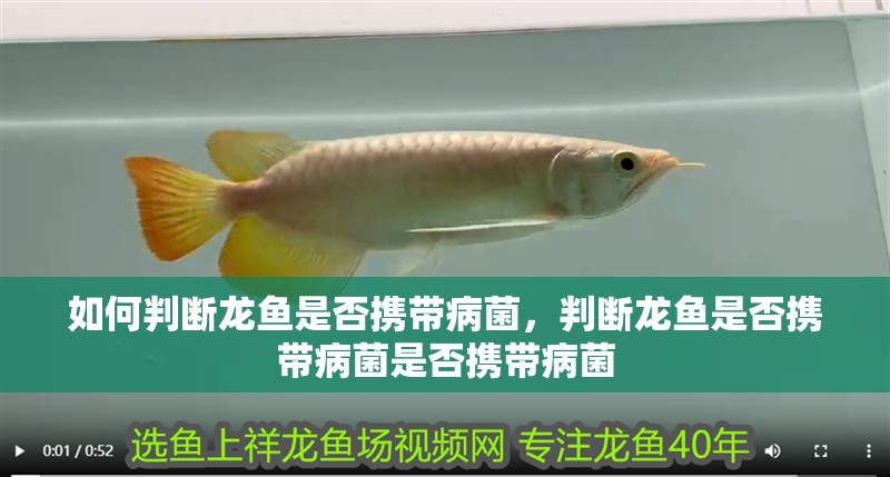 如何判斷龍魚是否攜帶病菌，判斷龍魚是否攜帶病菌是否攜帶病菌 如何判斷龍魚是否攜帶病菌，判斷龍魚是否攜帶病菌是否攜帶病菌 龍魚百科