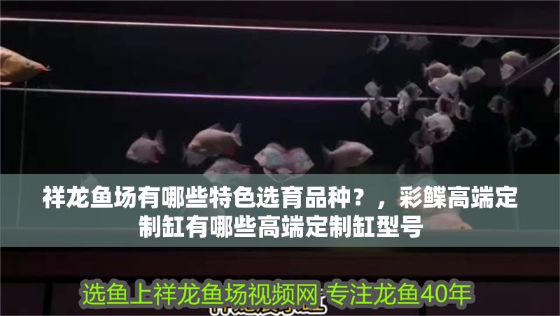 我的虎魚真菌感染了要怎么處理 祥龍魚場有哪些特色選育品種?,彩鰈高端定制缸有哪些高端定制缸型號 龍魚百科 祥龍魚場有哪些特色選育品種?,彩鰈高端定制缸有哪些高端定制缸型號 祥龍魚場有哪些特色選育品種?,彩鰈高端定制缸有哪些高端定制缸型號 龍魚百科