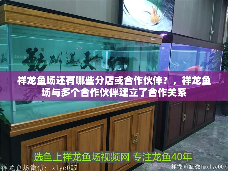 祥龍魚場還有哪些分店或合作伙伴？，祥龍魚場與多個合作伙伴建立了合作關系 祥龍魚場還有哪些分店或合作伙伴？，祥龍魚場與多個合作伙伴建立了合作關系 龍魚百科