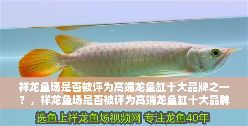 祥龍魚場是否被評為高端龍魚缸十大品牌之一？，祥龍魚場是否被評為高端龍魚缸十大品牌之一祥龍魚場 祥龍魚場是否被評為高端龍魚缸十大品牌之一？，祥龍魚場是否被評為高端龍魚缸十大品牌之一祥龍魚場 龍魚百科