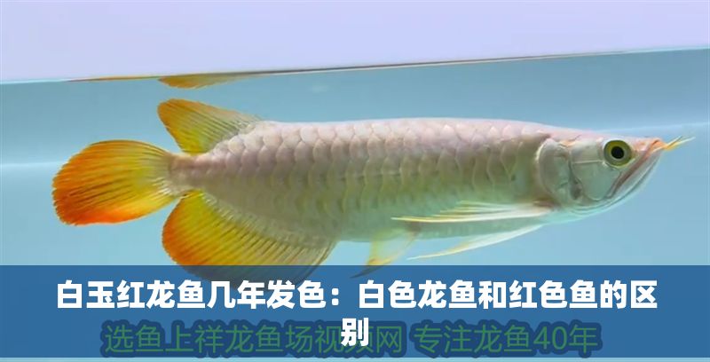 白玉紅龍魚幾年發色：白色龍魚和紅色魚的區別 白玉紅龍魚幾年發色：白色龍魚和紅色魚的區別 龍魚百科 第2張