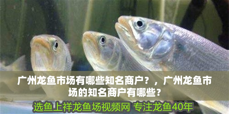 廣州龍魚市場有哪些知名商戶？，廣州龍魚市場的知名商戶有哪些？
