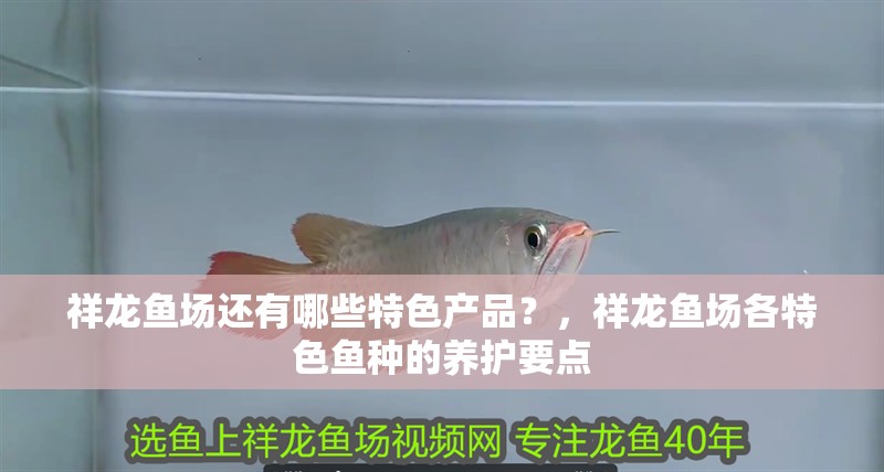 祥龍魚場還有哪些特色產品？，祥龍魚場各特色魚種的養護要點