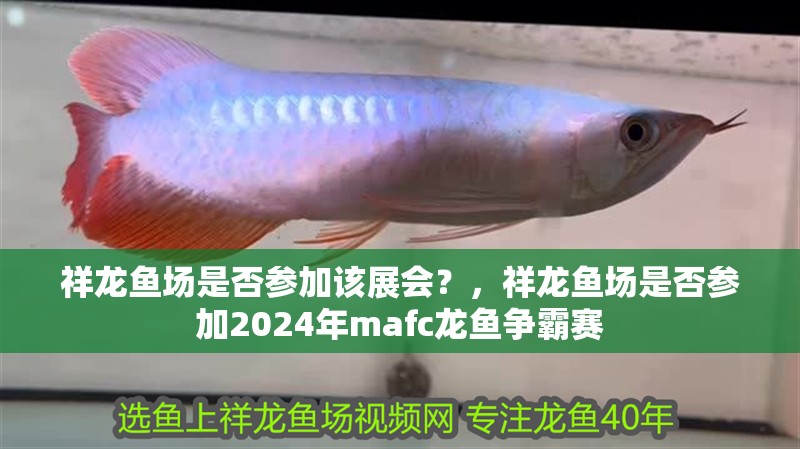 祥龍魚場是否參加該展會？，祥龍魚場是否參加2024年mafc龍魚爭霸賽 祥龍魚場是否參加該展會？，祥龍魚場是否參加2024年mafc龍魚爭霸賽 龍魚百科