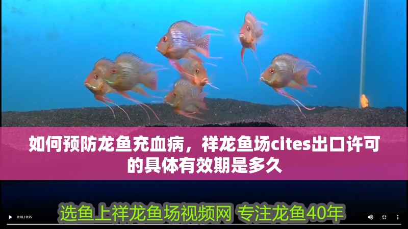 魚缸造景先放沙還是先放水(魚缸造景先鋪沙還是先放石頭) 如何預防龍魚充血病,祥龍魚場cites出口許可的具體有效期是多久 龍魚百科 如何預防龍魚充血病,祥龍魚場cites出口許可的具體有效期是多久 如何預防龍魚充血病,祥龍魚場cites出口許可的具體有效期是多久 龍魚百科