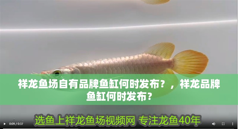 祥龍魚場自有品牌魚缸何時發布？，祥龍品牌魚缸何時發布？ 祥龍魚場自有品牌魚缸何時發布？，祥龍品牌魚缸何時發布？ 龍魚百科