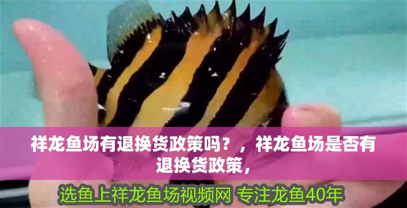 魚缸過濾器選購指南:自制魚缸過濾器魚缸上置過濾器對于養(yǎng)魚愛好者的必備知識 祥龍魚場有退換貨政策嗎?,祥龍魚場是否有退換貨政策, 龍魚百科 祥龍魚場有退換貨政策嗎?,祥龍魚場是否有退換貨政策, 祥龍魚場有退換貨政策嗎?,祥龍魚場是否有退換貨政策, 龍魚百科