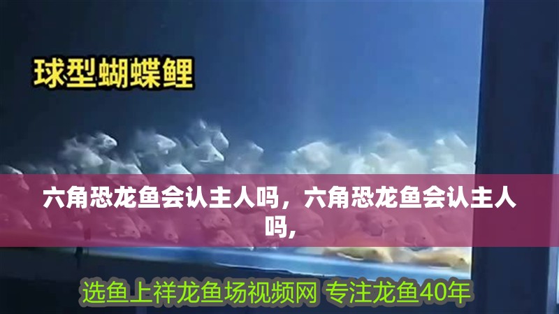 六角恐龍魚會認主人嗎，六角恐龍魚會認主人嗎, 六角恐龍魚會認主人嗎，六角恐龍魚會認主人嗎, 龍魚百科