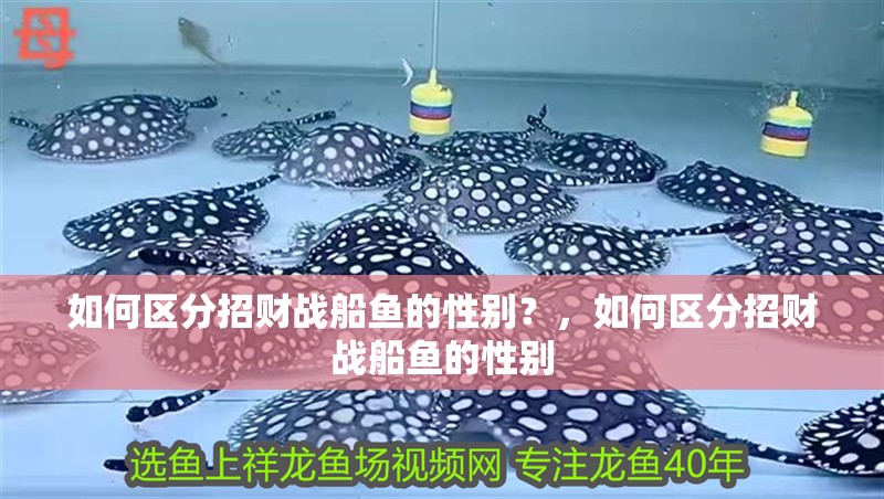 龍魚干蝦有營養嗎 如何區分招財戰船魚的性別?,如何區分招財戰船魚的性別 龍魚百科 如何區分招財戰船魚的性別?,如何區分招財戰船魚的性別 如何區分招財戰船魚的性別?,如何區分招財戰船魚的性別 龍魚百科