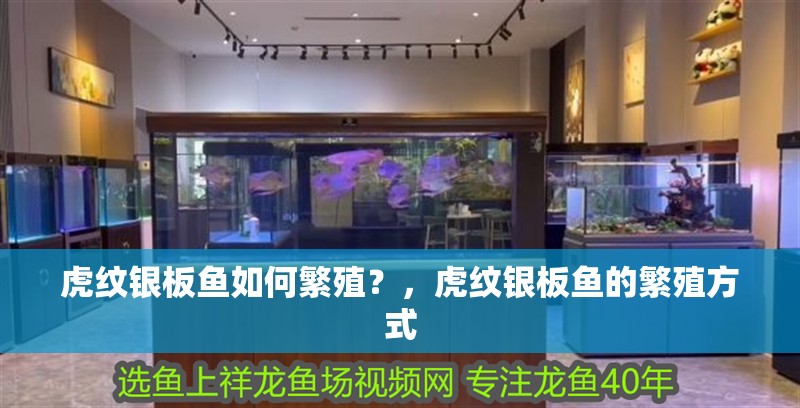 虎紋銀板魚如何繁殖？，虎紋銀板魚的繁殖方式