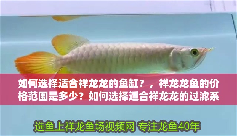 魚缸造景先放沙還是先放水(魚缸造景先鋪沙還是先放石頭) 如何選擇適合祥龍龍的魚缸?,祥龍龍魚的價格范圍是多少?如何選擇適合祥龍龍的過濾系統? 龍魚百科 如何選擇適合祥龍龍的魚缸?,祥龍龍魚的價格范圍是多少?如何選擇適合祥龍龍的過濾系統? 如何選擇適合祥龍龍的魚缸?,祥龍龍魚的價格范圍是多少?如何選擇適合祥龍龍的過濾系統? 龍魚百科