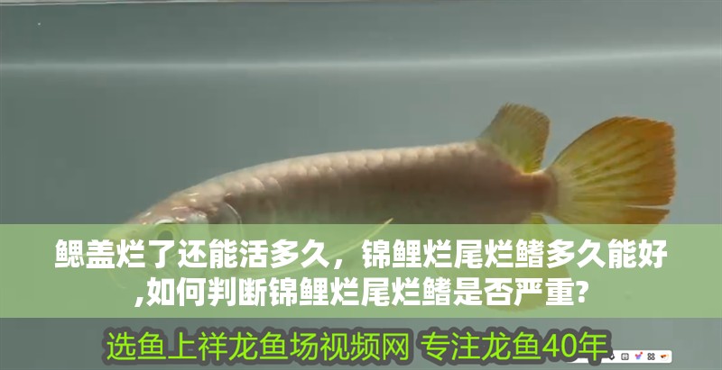 鰓蓋爛了還能活多久，錦鯉爛尾爛鰭多久能好,如何判斷錦鯉爛尾爛鰭是否嚴(yán)重?