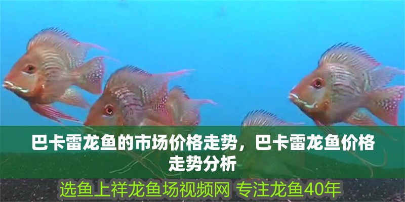 巴卡雷龍魚的市場價格走勢，巴卡雷龍魚價格走勢分析 巴卡雷龍魚的市場價格走勢，巴卡雷龍魚價格走勢分析 龍魚百科