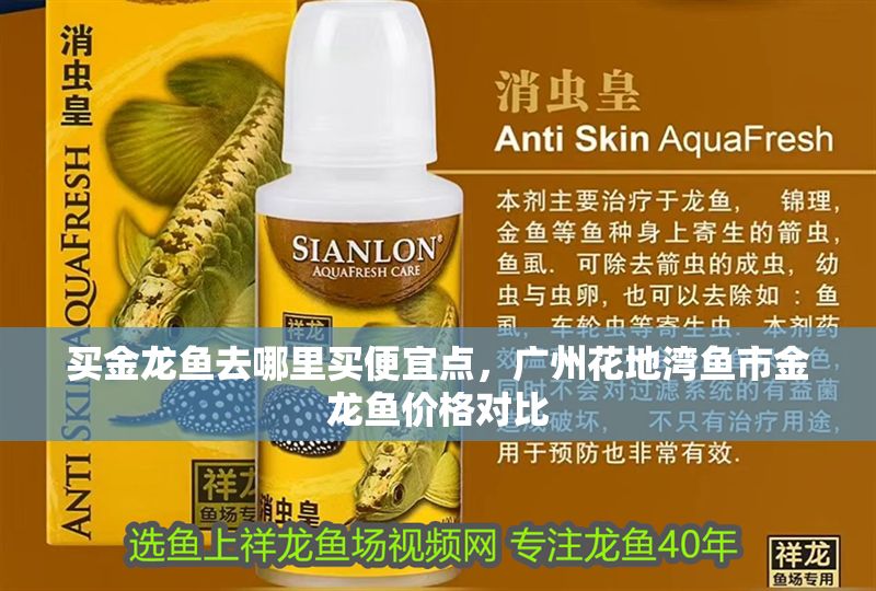 買金龍魚去哪里買便宜點(diǎn)，廣州花地灣魚市金龍魚價(jià)格對(duì)比