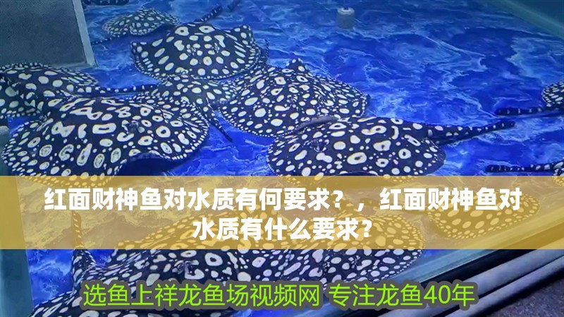 紅面財神魚對水質有何要求？，紅面財神魚對水質有什么要求？