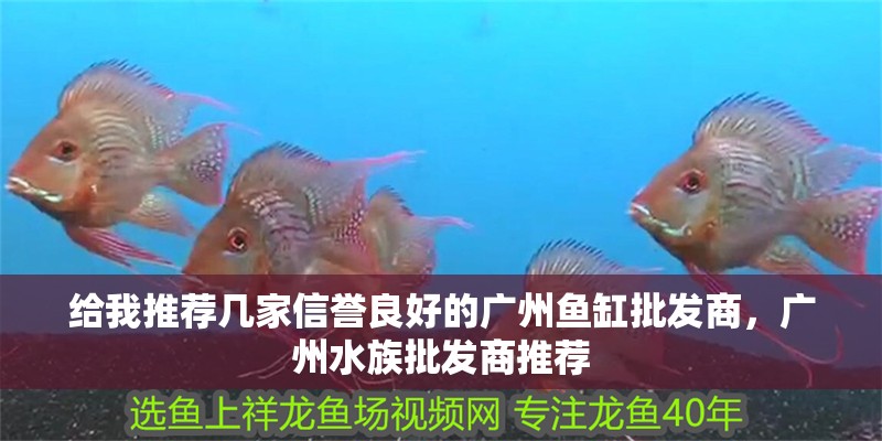 給我推薦幾家信譽良好的廣州魚缸批發商，廣州水族批發商推薦 給我推薦幾家信譽良好的廣州魚缸批發商，廣州水族批發商推薦 龍魚百科
