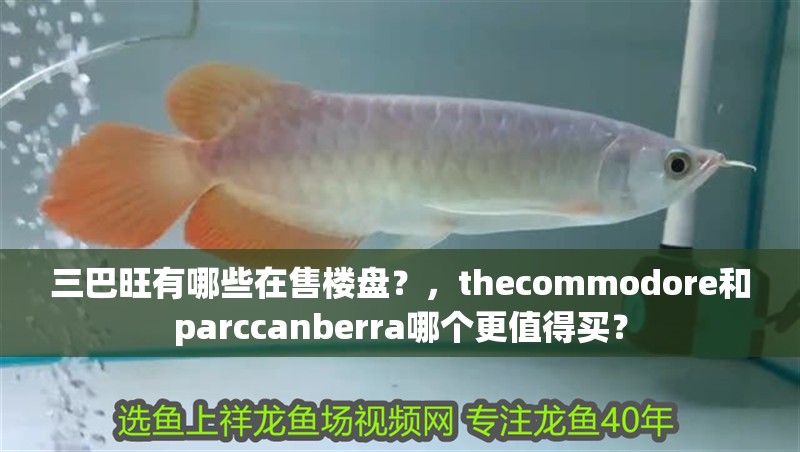 三巴旺有哪些在售樓盤？，thecommodore和parccanberra哪個更值得買？ 三巴旺有哪些在售樓盤？，thecommodore和parccanberra哪個更值得買？ 龍魚百科