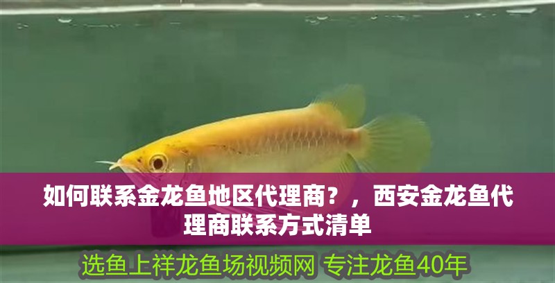 如何聯系金龍魚地區代理商？，<strong><mark>西安</mark></strong>金龍魚代理商聯系方式清單