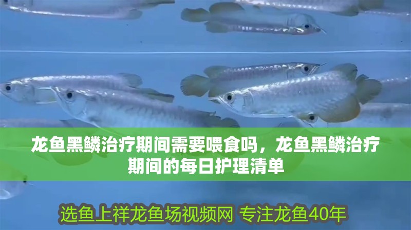龍魚黑鱗治療期間需要喂食嗎，龍魚黑鱗治療期間的每日護理清單 龍魚黑鱗治療期間需要喂食嗎，龍魚黑鱗治療期間的每日護理清單 龍魚百科
