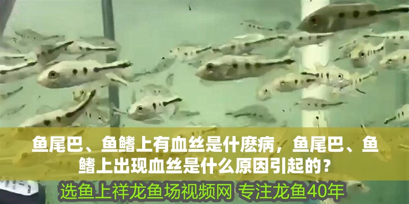 魚尾巴、魚鰭上有血絲是什麼病，魚尾巴、魚鰭上出現(xiàn)血絲是什么原因引起的？ 魚尾巴、魚鰭上有血絲是什麼病，魚尾巴、魚鰭上出現(xiàn)血絲是什么原因引起的？ 龍魚百科