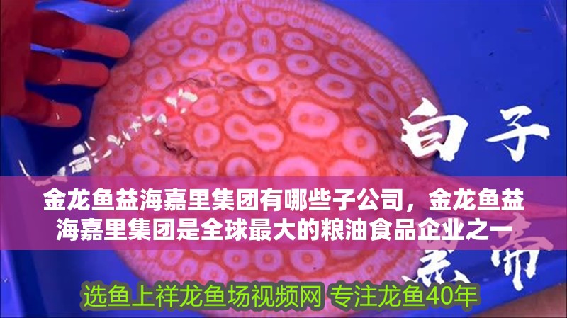 金龍魚益海嘉里集團有哪些子公司，金龍魚益海嘉里集團是全球最大的糧油食品企業(yè)之一 金龍魚益海嘉里集團有哪些子公司，金龍魚益海嘉里集團是全球最大的糧油食品企業(yè)之一 龍魚百科