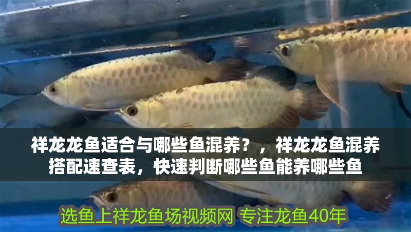 祥龍龍魚適合與哪些魚混養？，祥龍龍魚混養搭配速查表，快速判斷哪些魚能養哪些魚 祥龍龍魚適合與哪些魚混養？，祥龍龍魚混養搭配速查表，快速判斷哪些魚能養哪些魚 龍魚百科