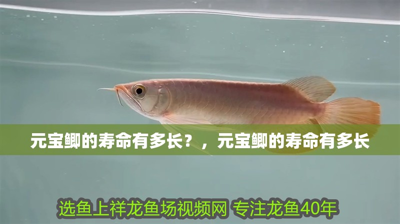 元寶鯽的壽命有多長？，元寶鯽的壽命有多長