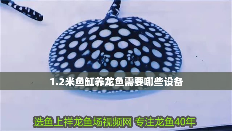 魚缸過濾器選購指南:自制魚缸過濾器魚缸上置過濾器對于養魚愛好者的必備知識 1.2米魚缸養龍魚需要哪些設備 龍魚百科 1.2米魚缸養龍魚需要哪些設備 1.2米魚缸養龍魚需要哪些設備 龍魚百科